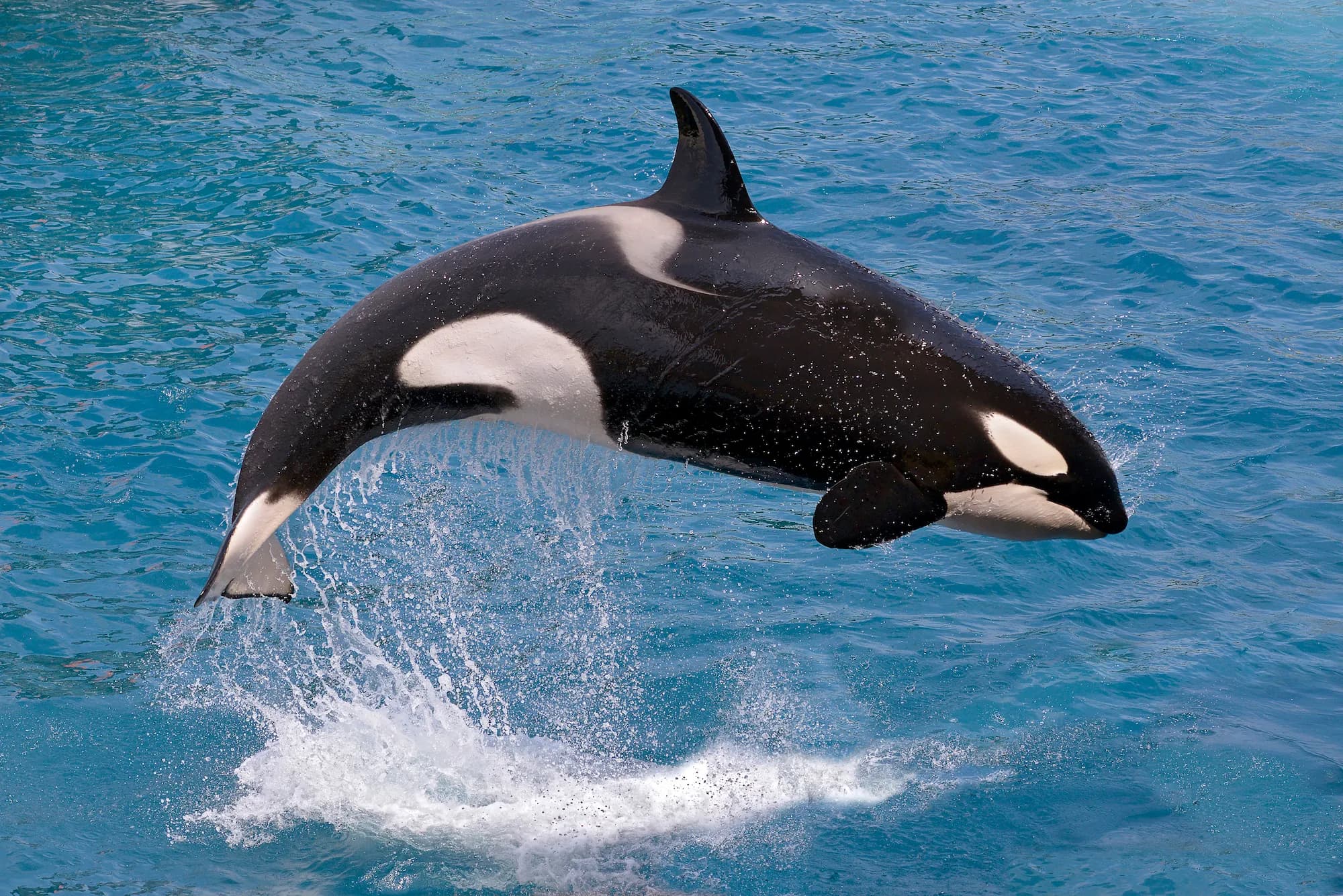 Redefining Whales in Law: A-LAW and marianthi baklava Inspire Recognition