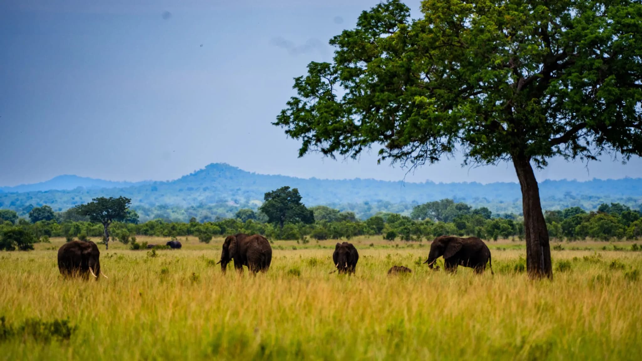 Mikumi National Park Tanzania Safari: Explore Wildlife Like Never Before