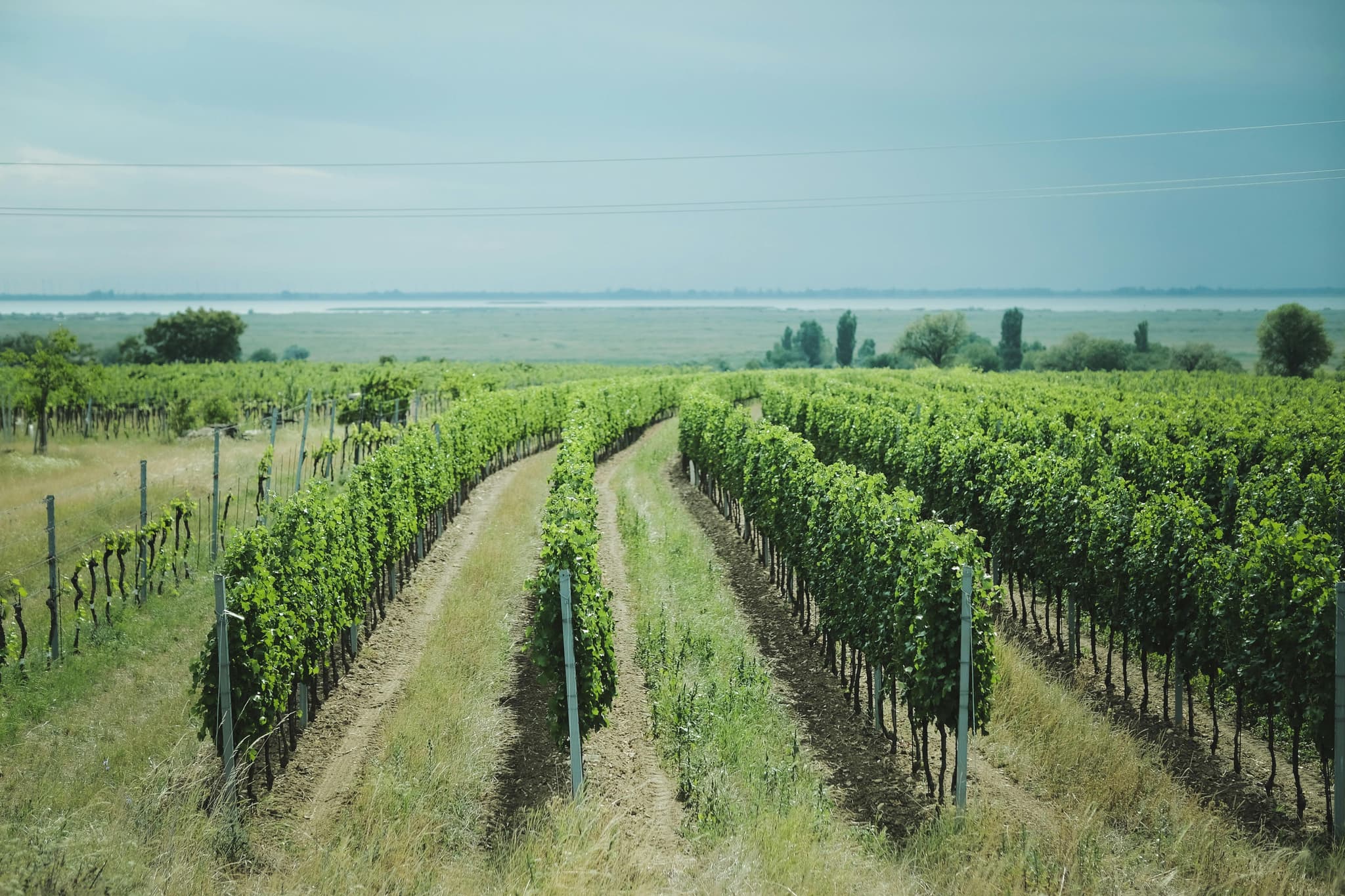 How Clarksburg CA Became a Rising Star in Wine Production