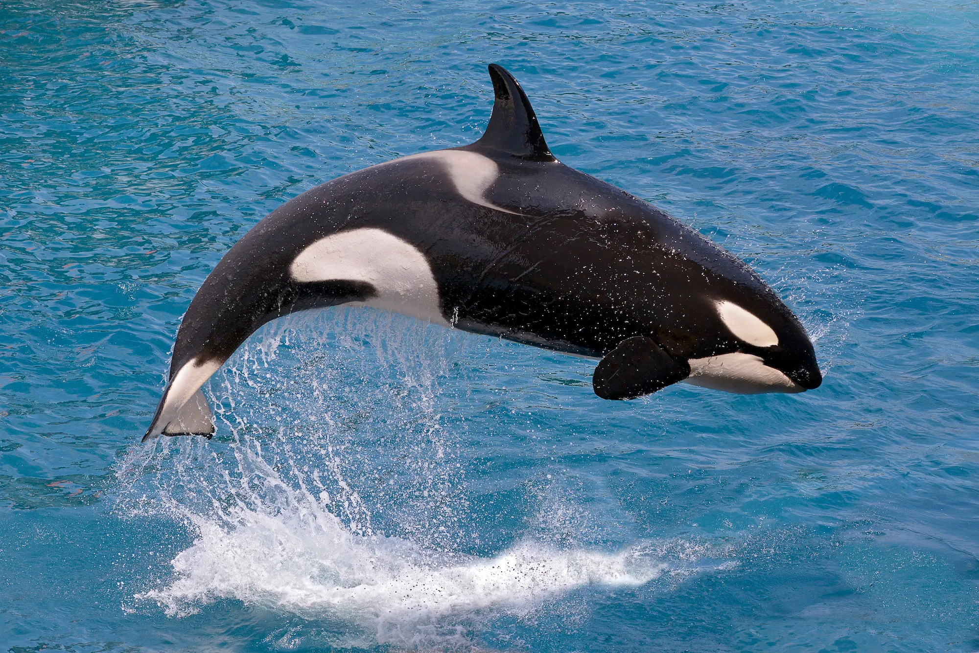 Redefining Whales in Law: A-LAW and marianthi baklava Inspire Recognition
