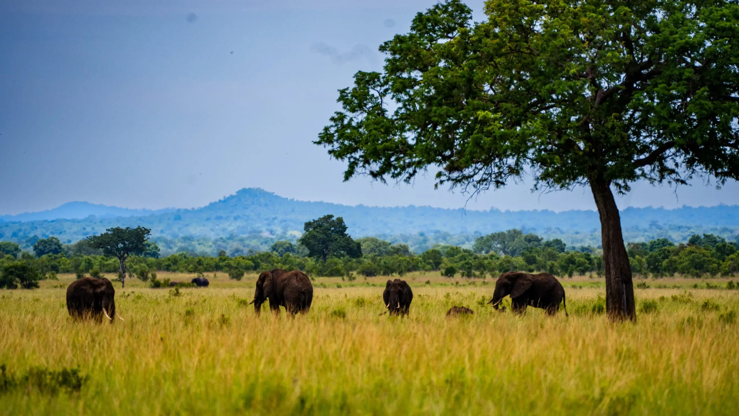 Mikumi National Park Tanzania Safari: Explore Wildlife Like Never Before