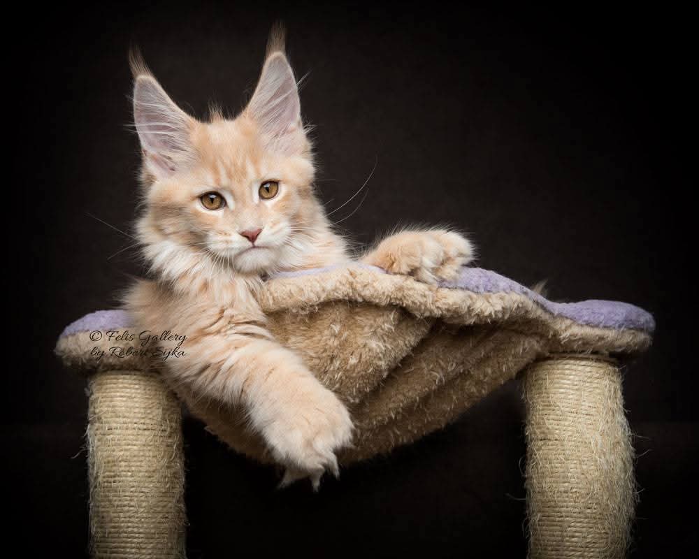 Maine Coon Kittens for Sale in California | Reserve Yours Now – Amore Cattery