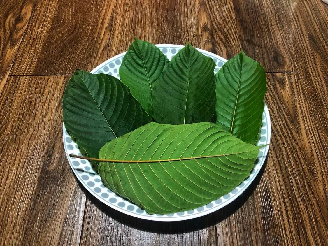 What to Expect from a Kratom Tea Shop Chiang Mai