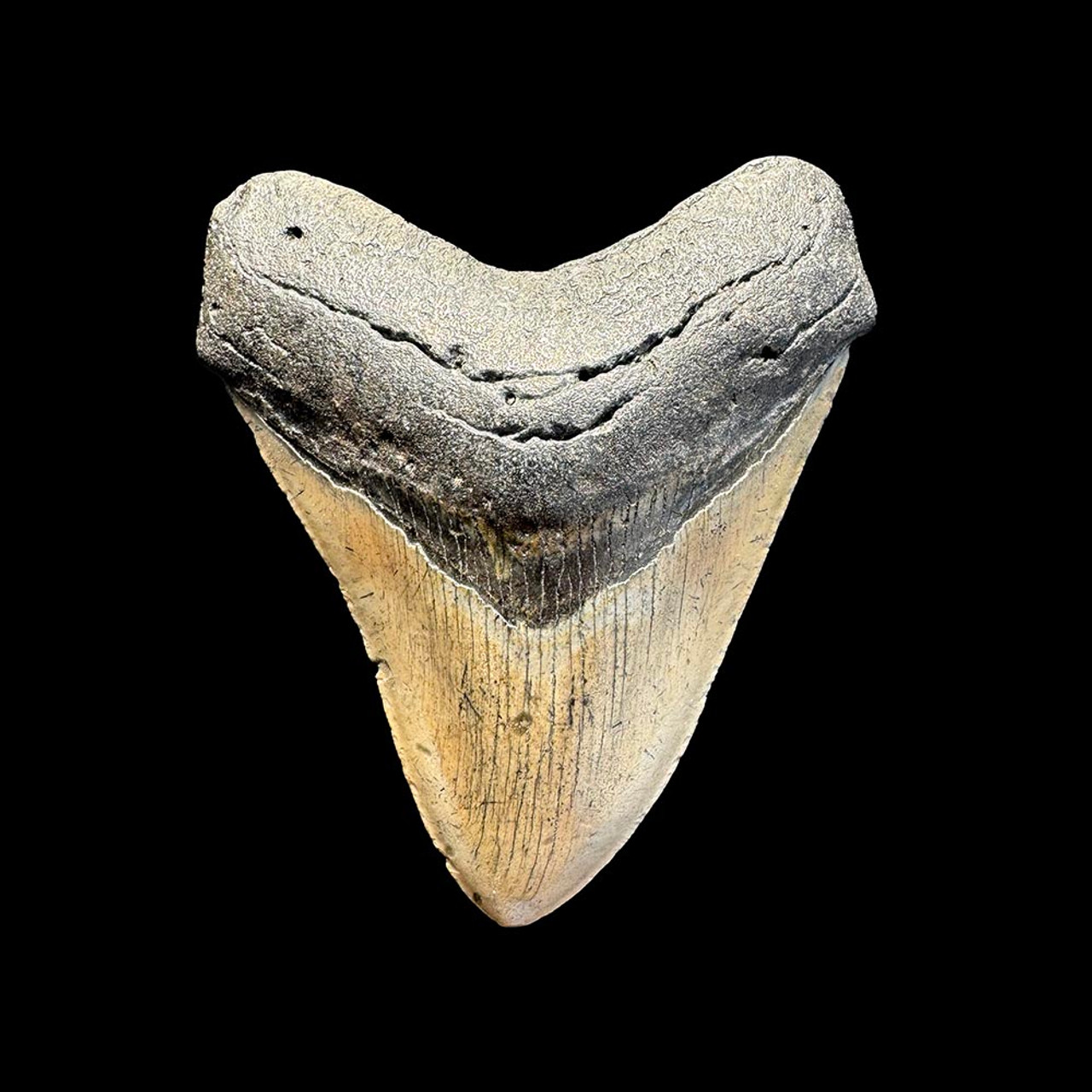 VISIT FOSSIL DRIVEN’S MEGALODON COLLECTION FOR RARE FINDS