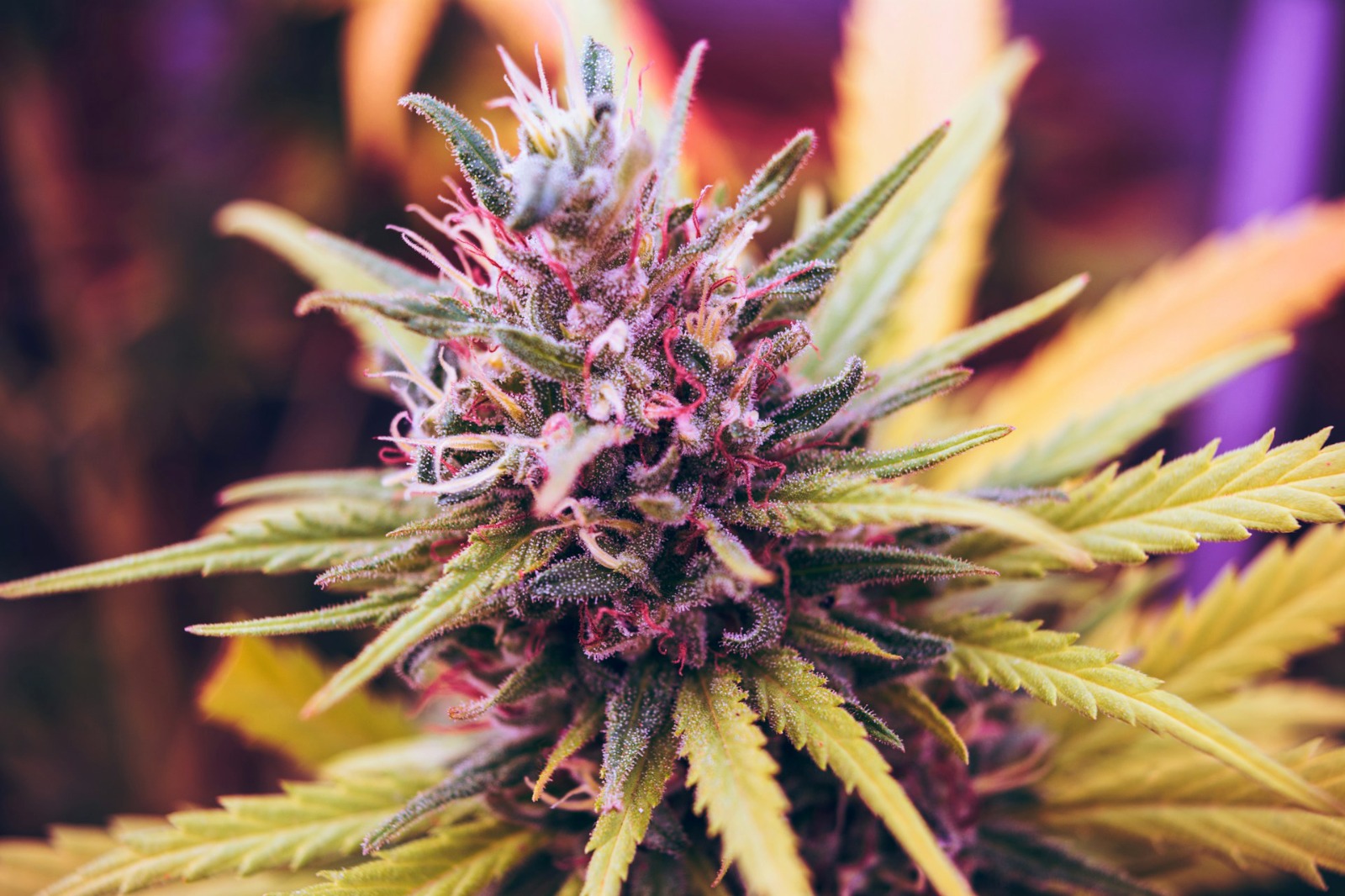 Madrid Weed Club | Your Trusted Source at Clubs Cannabis Madrid