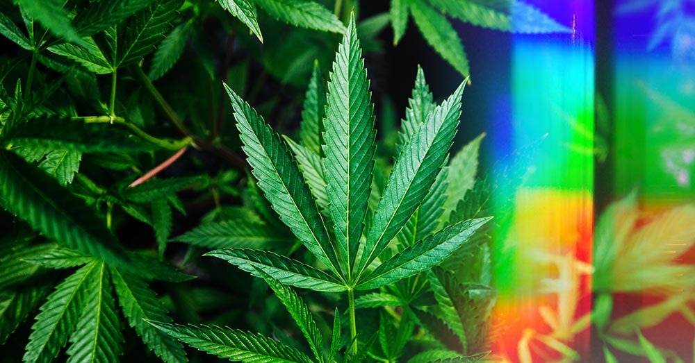 Cheap Canna Options at Bud Cargo – High-Quality Weed at the Lowest Prices