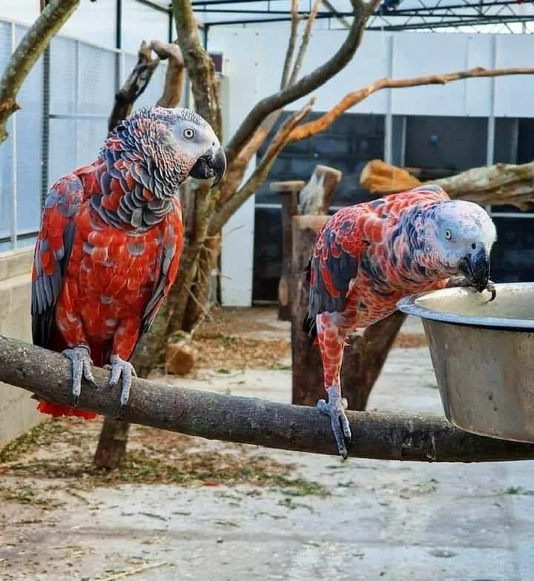 Parrots for Sale – Exotic Selection by Amazing Birds Farm