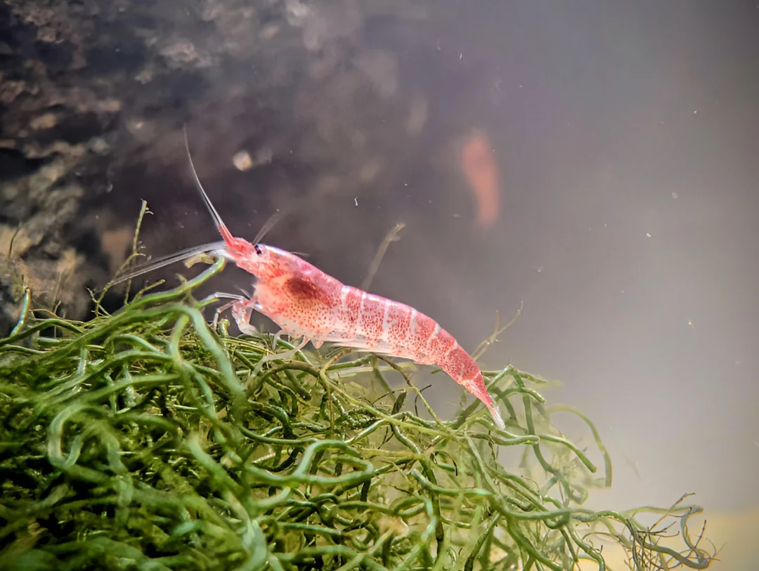 Holi Skrimps – Authentic Hawaiian Shrimp for Home &amp; Business Setups