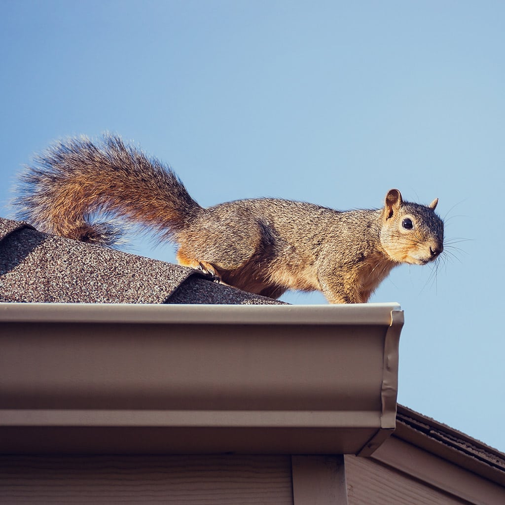 Quick and Affordable Squirrel Removal Toronto