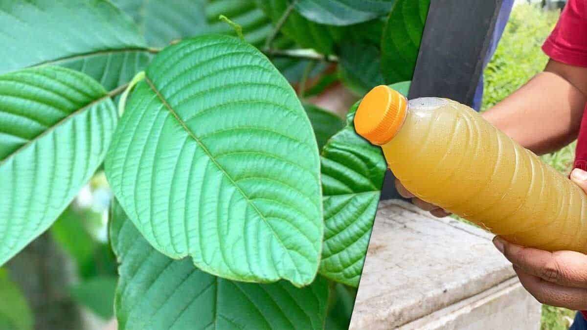 Kratom Thailand: How to Spot Genuine Products
