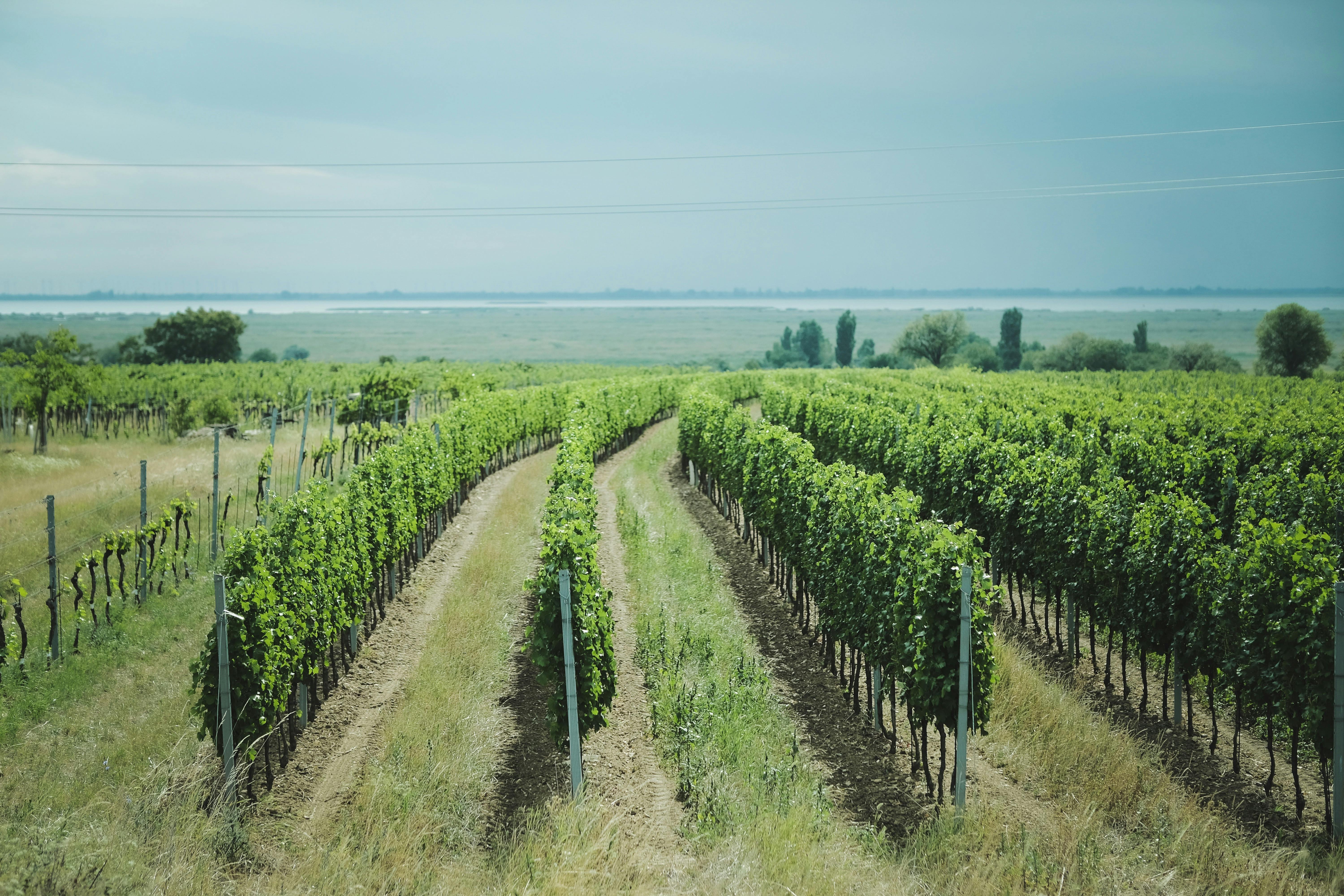 How Clarksburg CA Became a Rising Star in Wine Production