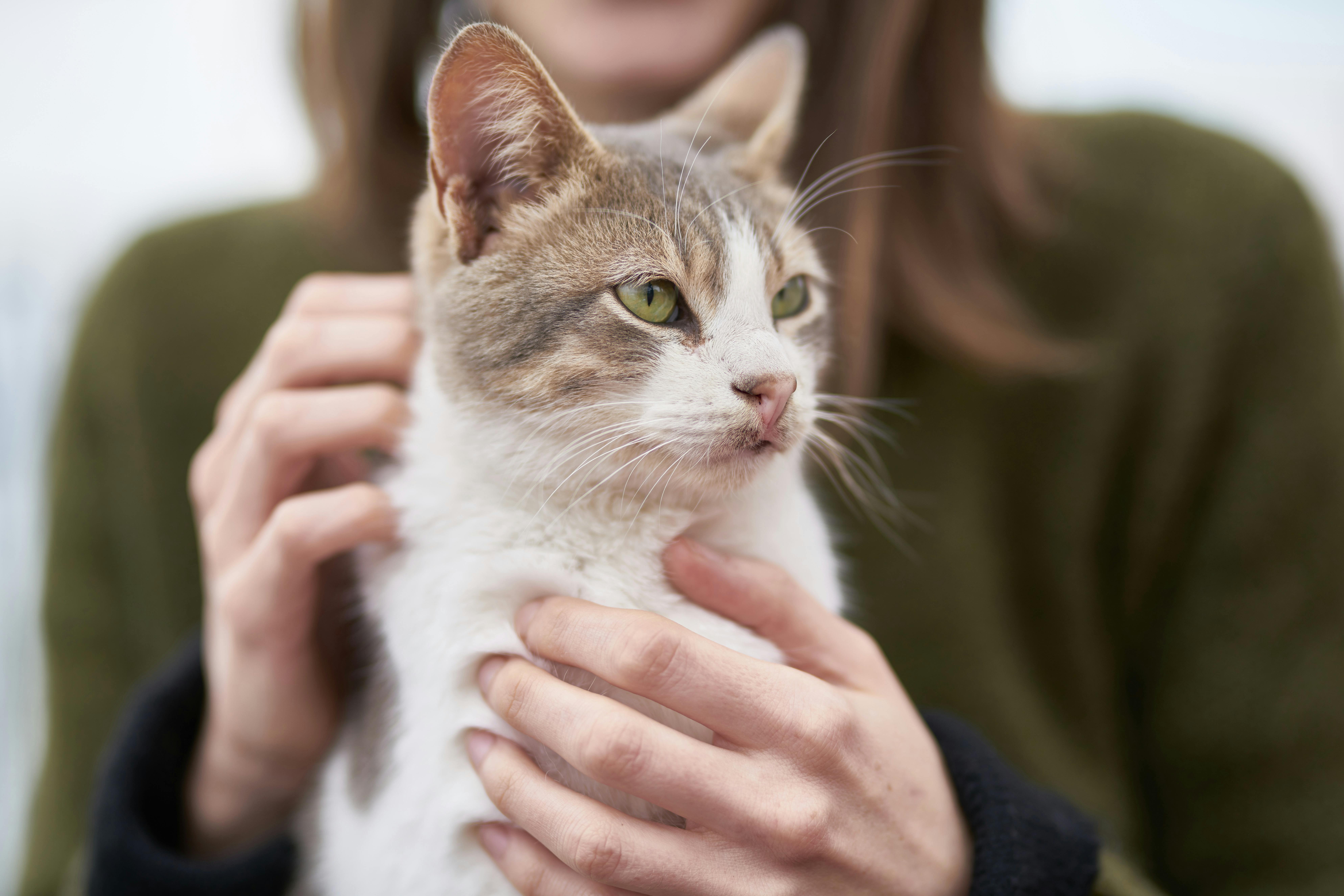 Maine Coon Cats for Sale – Healthy &amp; Beautiful Kittens Available Now