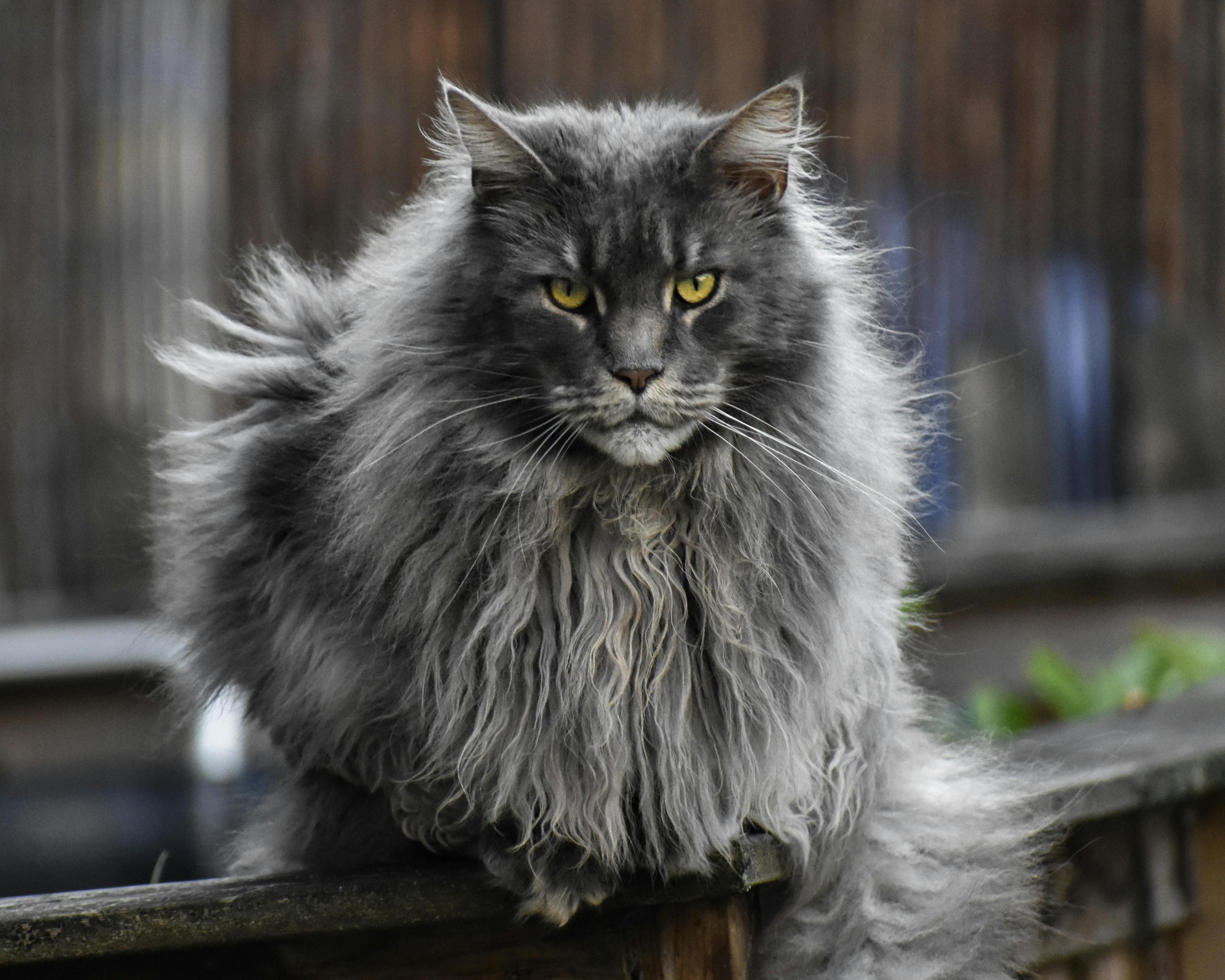 Amore Cattery: Trusted Maine Coon Cats for Sale Near Me in California