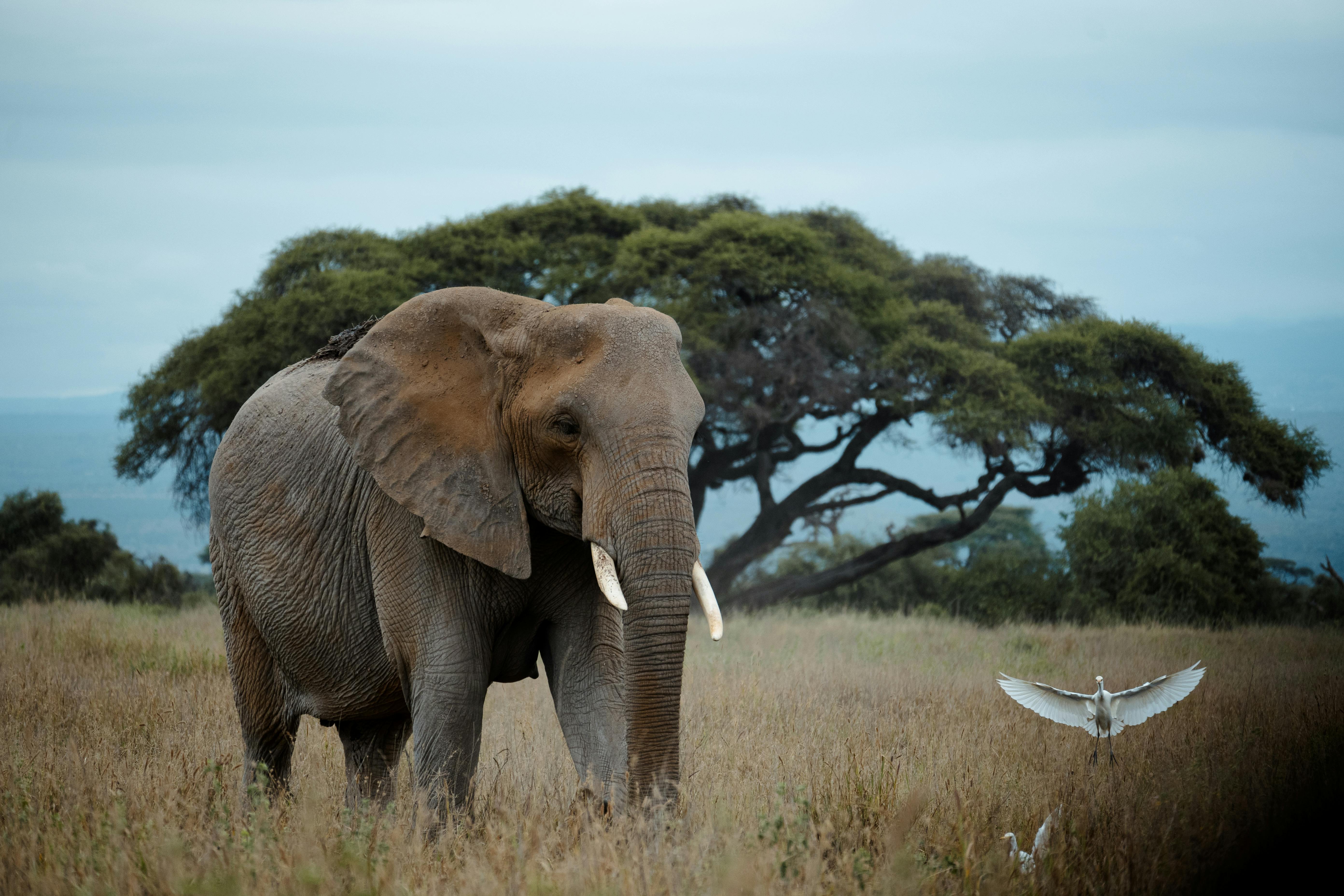 Top Kenya Tanzania Safari Destinations You Must Visit