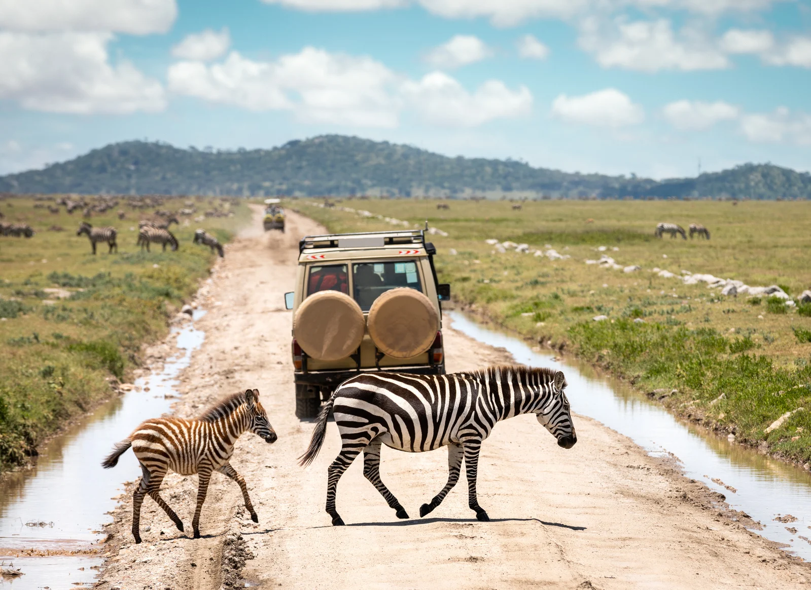 Tanzania Safari Experiences Designed by Local Experts